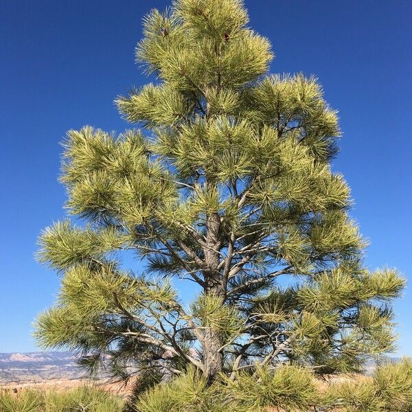 Pinus ponderosa Vekstform