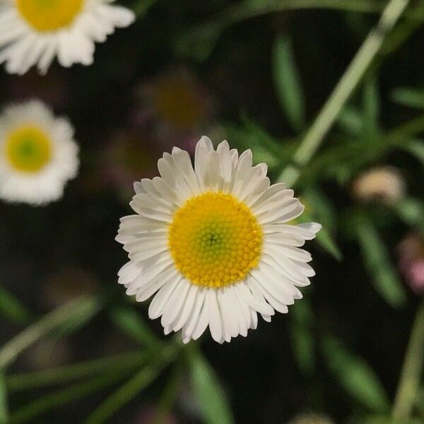 Erigeron karvinskianus Цветок