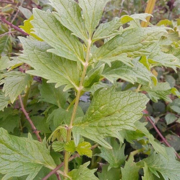 Valeriana officinalis Levél