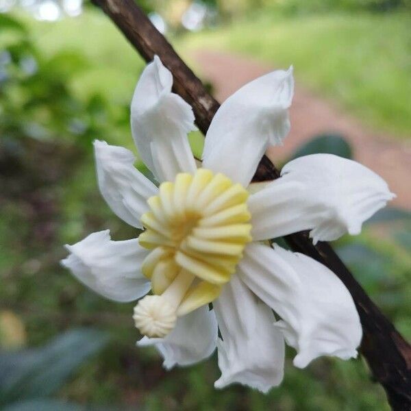 Bellucia grossularioides Blomma