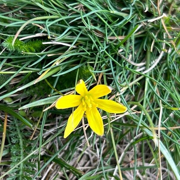 Gagea pratensis Blomma