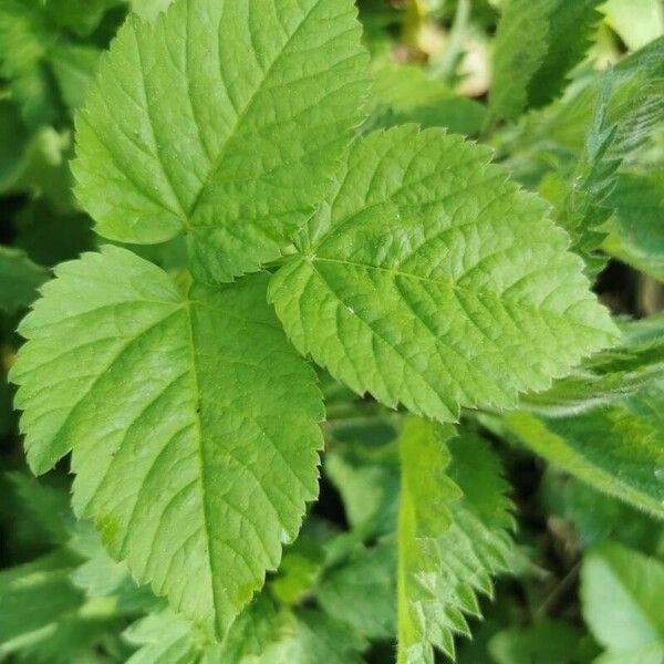 Aegopodium podagraria Leaf