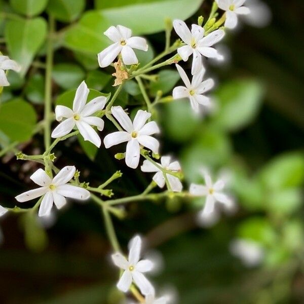 Jasminum fluminense Bloem