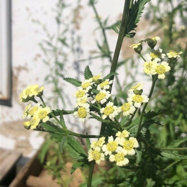 Achillea ageratum Flower