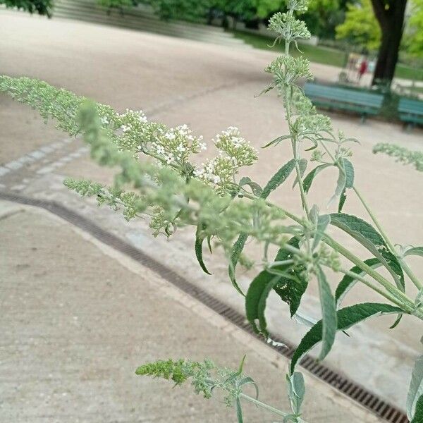 Buddleja asiatica Virág