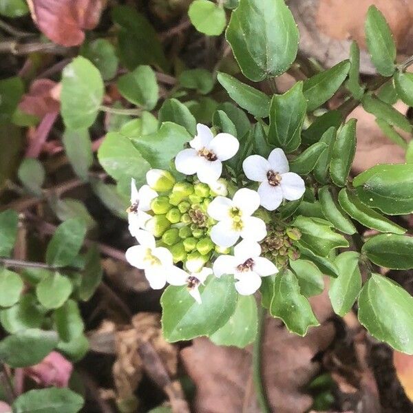 Lepidium sativum Flor