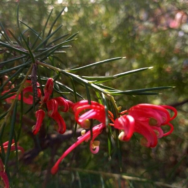 Grevillea rosmarinifolia Blodyn