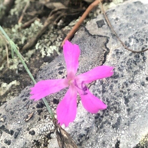 Dianthus lusitanus Flower