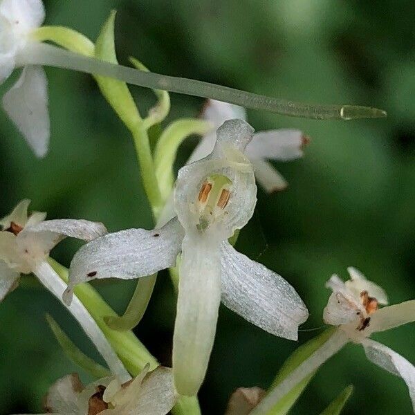 Platanthera bifolia Кветка