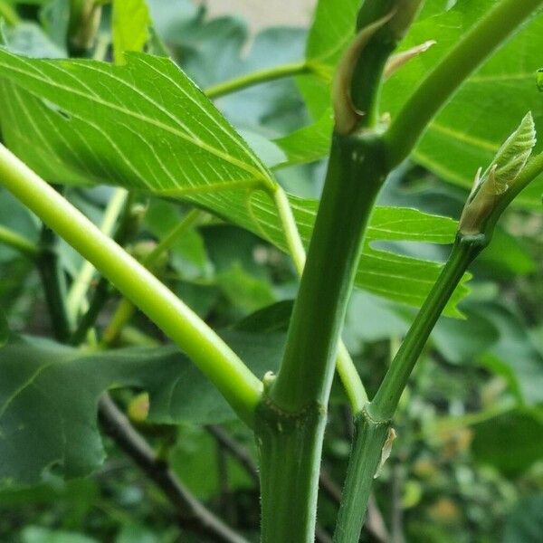 Ficus carica Bark