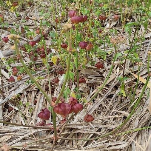 Cardiospermum halicacabum Owoc