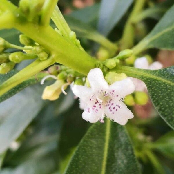 Myoporum laetum Flower