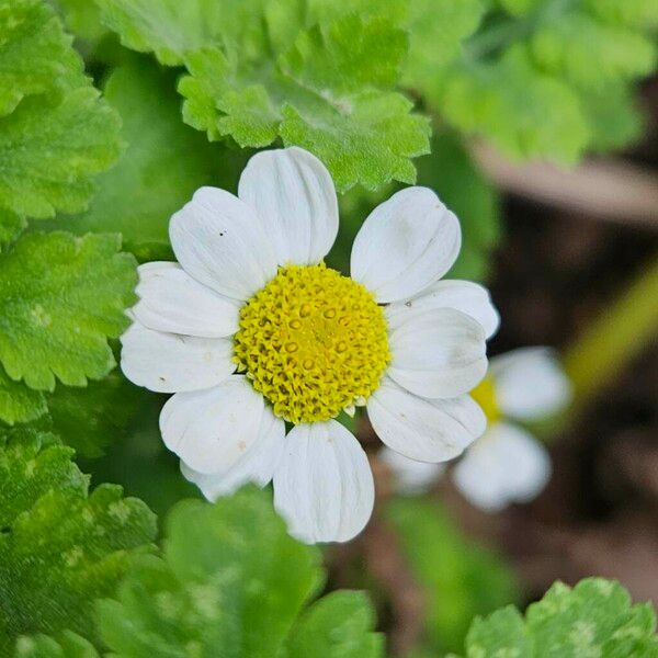 Tanacetum parthenium Кветка