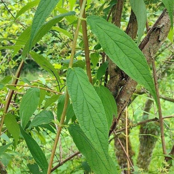 Deutzia longifolia Yaprak