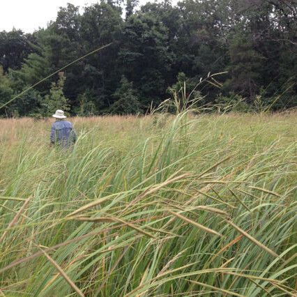 Spartina pectinata Habit