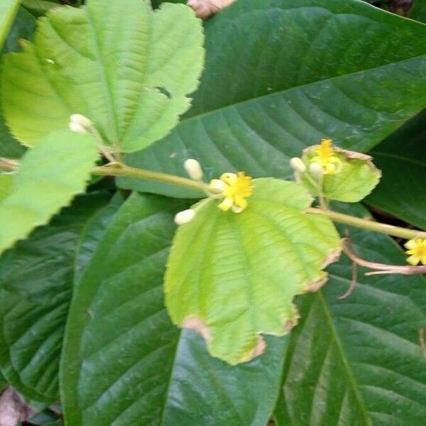 Grewia asiatica Flor