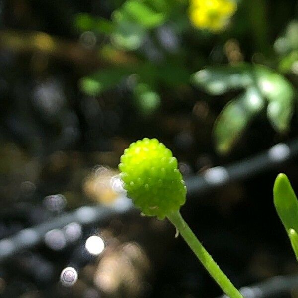 Ranunculus sceleratus Anders