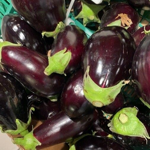 Solanum melongena Φρούτο