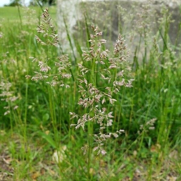 Poa pratensis Fruit