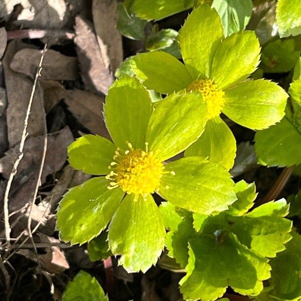 Sanicula epipactis Floare