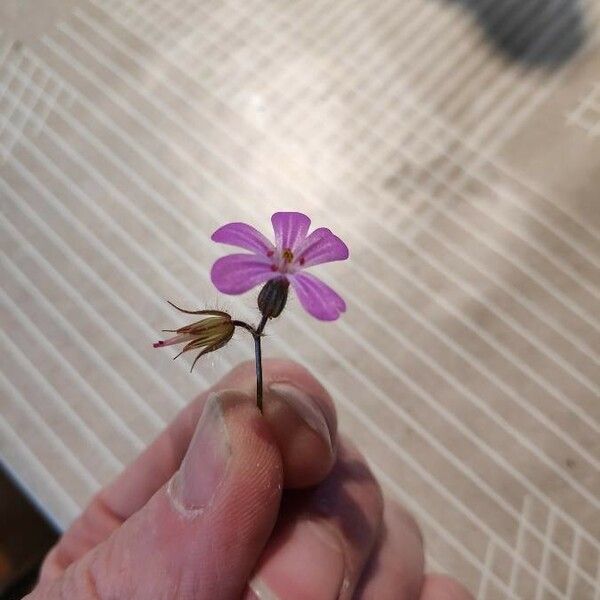 Geranium robertianum Õis