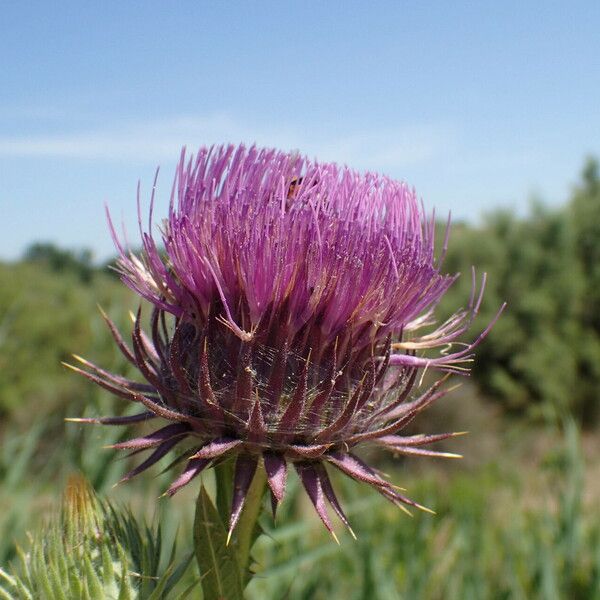 Onopordum tauricum Flors