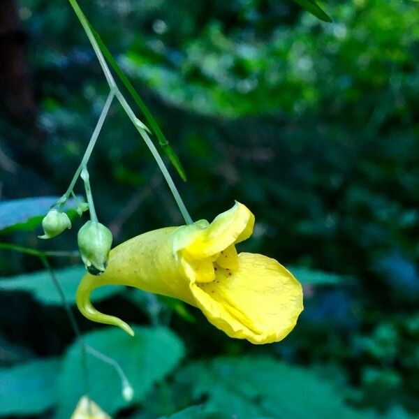 Impatiens noli-tangere फूल