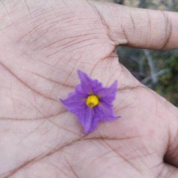 Solanum virginianum Fiore