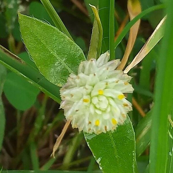 Gomphrena serrata Цвят