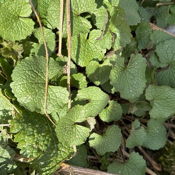 Alliaria petiolata Leaf