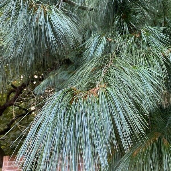 Pinus wallichiana برگ