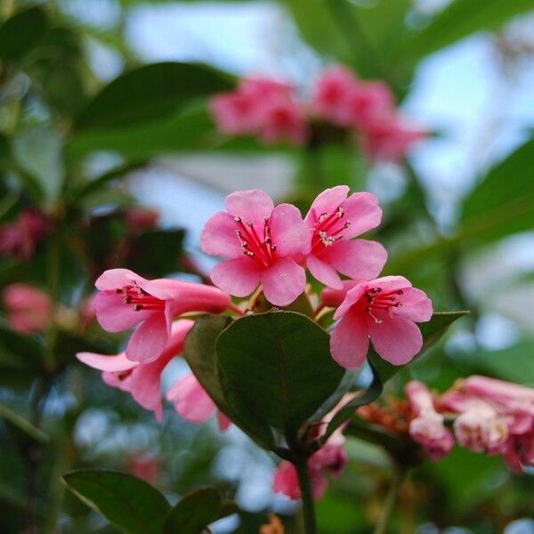 Rhododendron dielsianum Flor