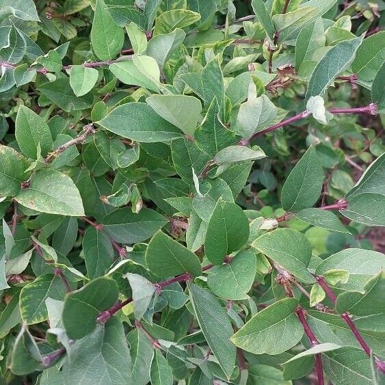 Lonicera caerulea Feuille