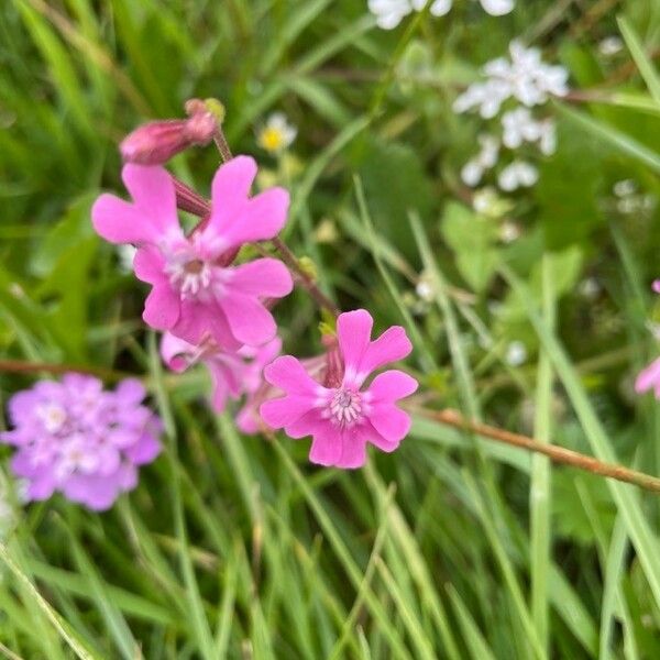 Silene pendula Žiedas