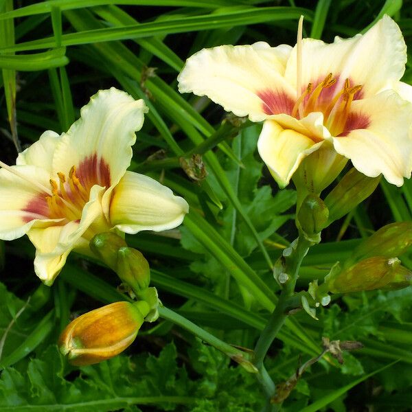 Hemerocallis lilioasphodelus Žiedas