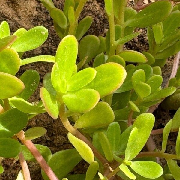 Portulaca umbraticola Fuelha