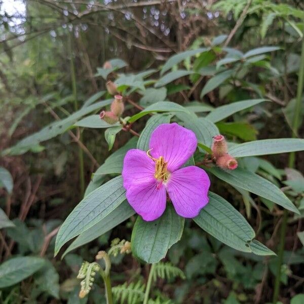 Melastoma malabathricum Кветка