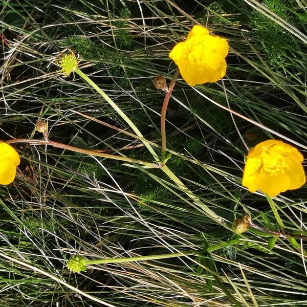 Ranunculus polyanthemos Kwiat