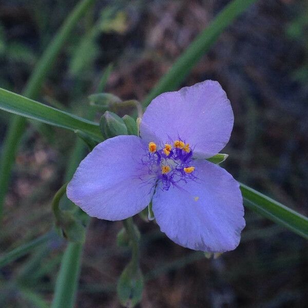 Tradescantia occidentalis Flower