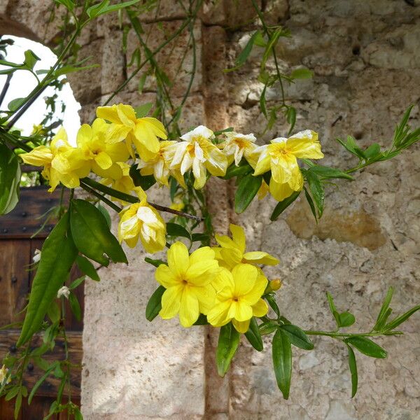 Jasminum mesnyi പുഷ്പം