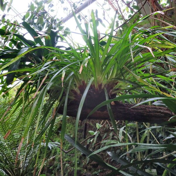 Guzmania acorifolia ഇല