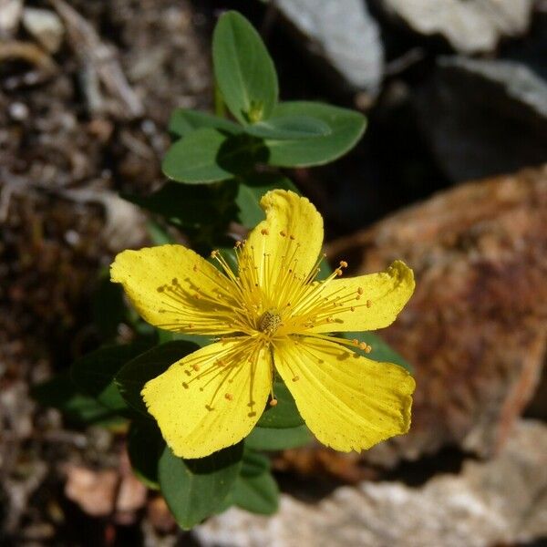 Hypericum richeri Blüte