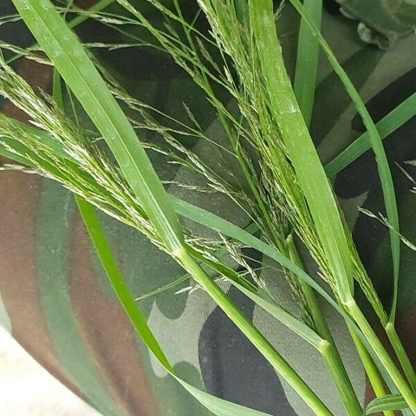 Eragrostis pilosa Fleur