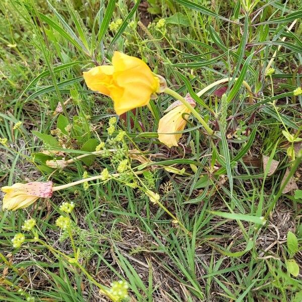 Oenothera macrocarpa Flors