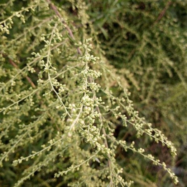 Artemisia herba-alba Blomst
