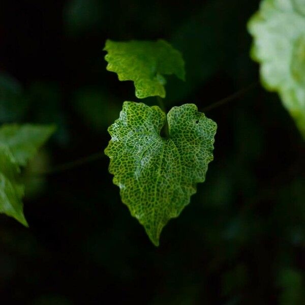 Mikania micrantha Blad