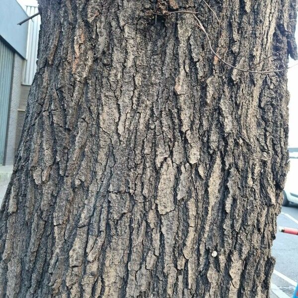 Quercus palustris 樹皮
