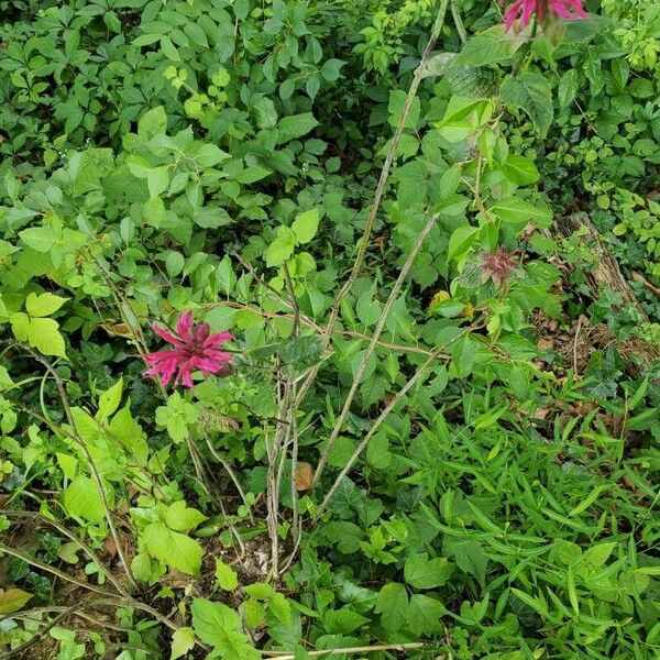 Monarda didyma 花