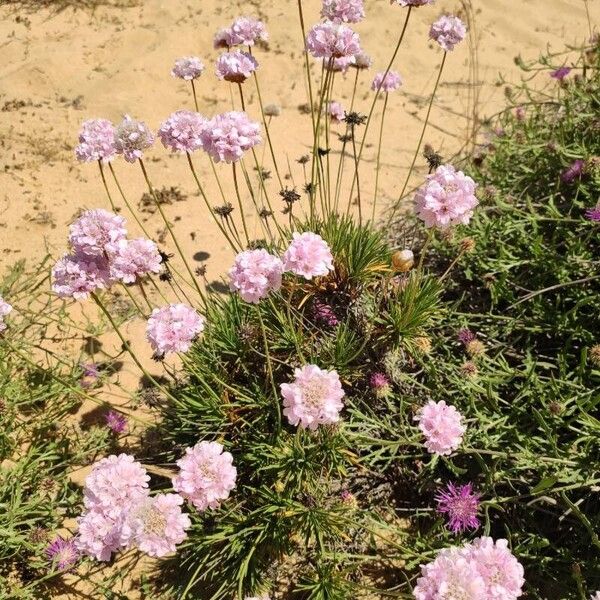 Armeria maritima Flower