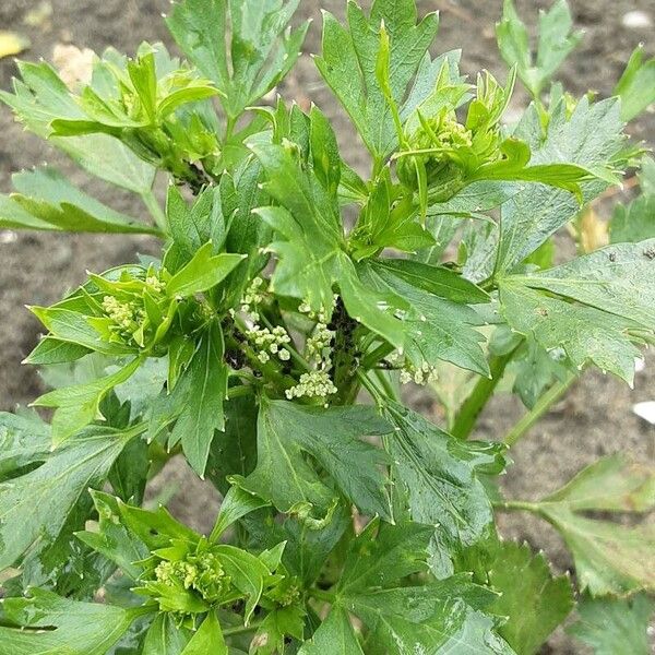 Apium graveolens Hàbitat